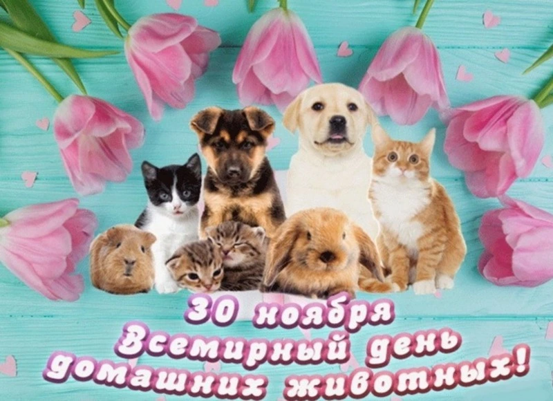 Всемирный день домашних животных-2024: красивые картинки к 30 ноября