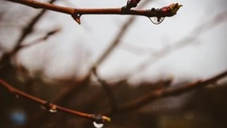 Озвучен прогноз погоды в Сахалинской области на 9 мая