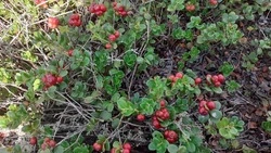 Брусника: польза и возможный вред для здоровья