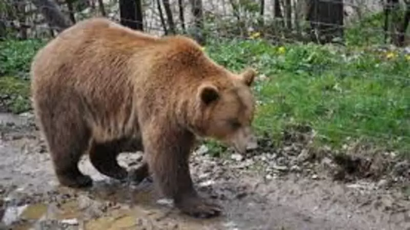 Медведь напал на двоих жителей Кунашира