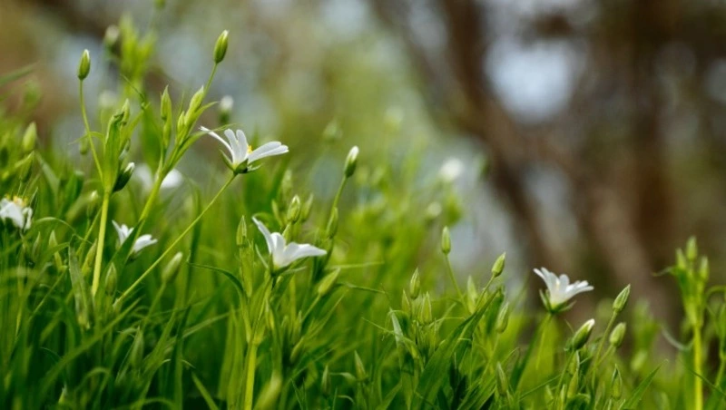 Терентьев день: что можно и нельзя делать 23 апреля 2024 года