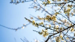 Дожди и значительное потепление: прогноз погоды в Сахалинской области на неделю с 13 по 19 апреля