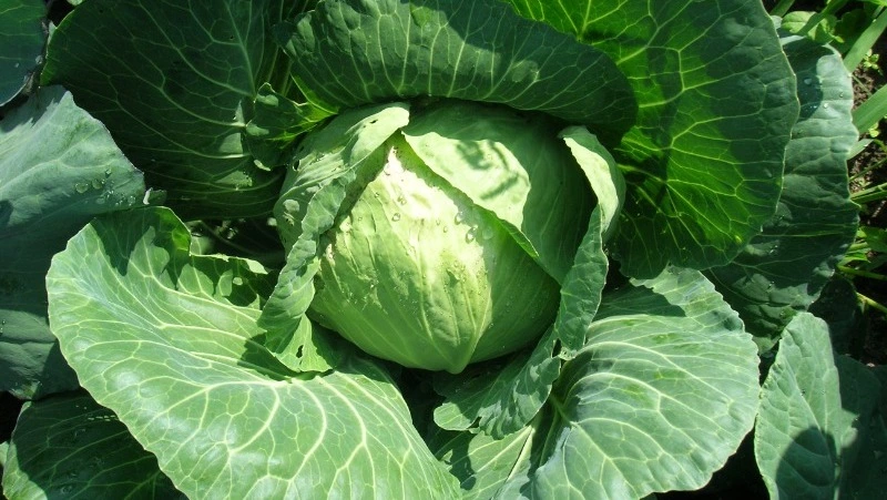 Арина Капустница: что можно и нельзя делать 18 мая 2024 года