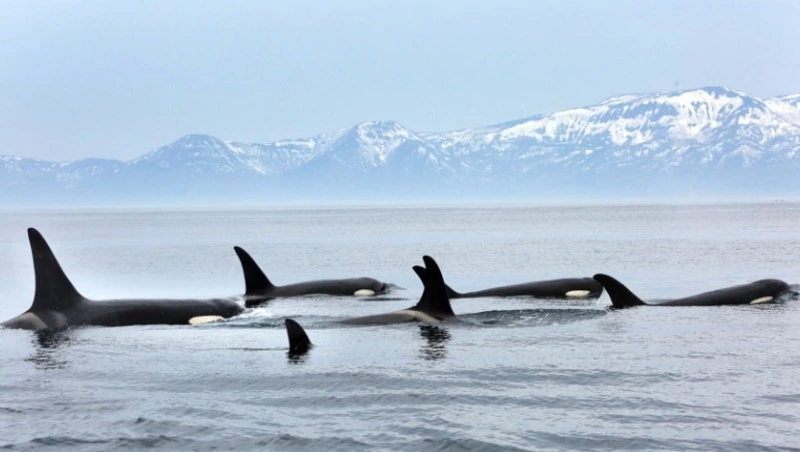 Заповедник «Курильский» – острова и море: 42 года на страже природного рефугиума