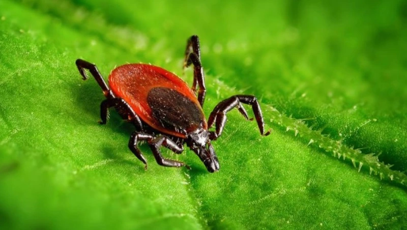 Профилактика после укуса клеща