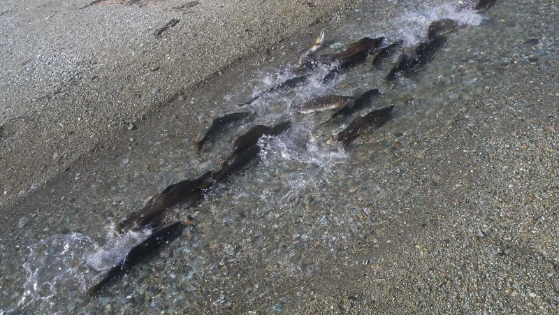 Расчистка нерестилищ на реках Кунашира – помощь лососям