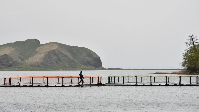 На Кунашире продолжается воспроизводство лососевых