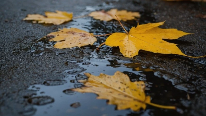 Умеренный дождь и порывистый ветер: прогноз погоды в Сахалинской области на 10 сентября