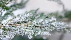Снег и морозы ожидаются в Сахалинской области 23 января