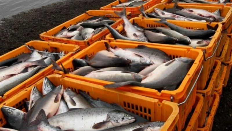 Япония получила квоту на вылов лососевых в экономической зоне РФ в 2024 году