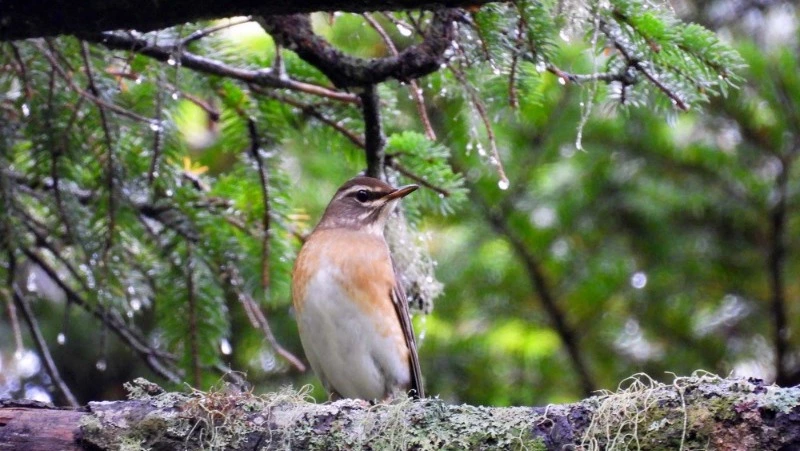 Два новых вида птиц будут включены в кадастр заказника «Малые Курилы»