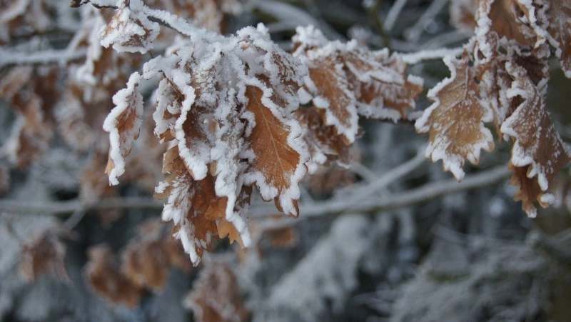 Церковный праздник 17 ноября 2023 года: что нельзя делать в этот день