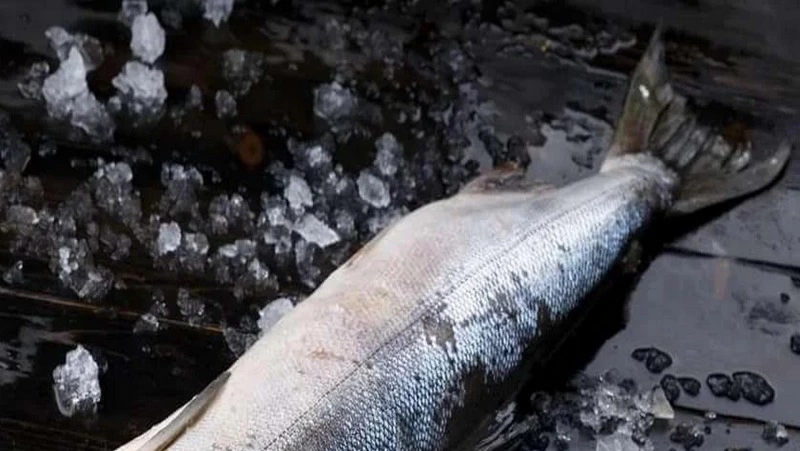 Свежая рыба