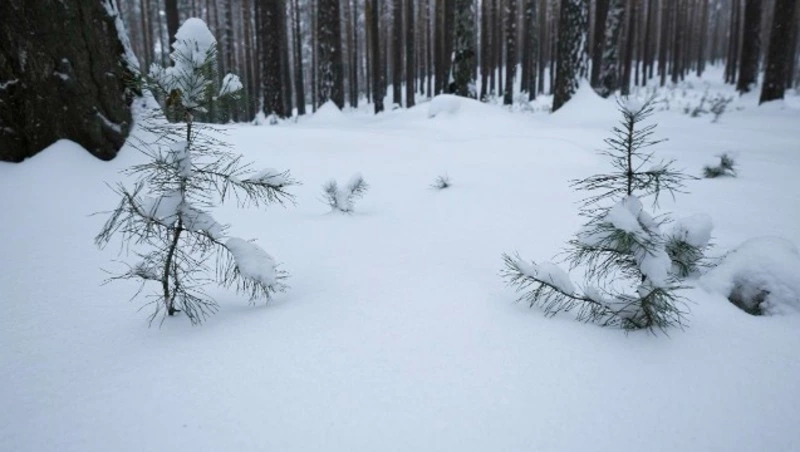 Церковный праздник 21 января 2025: что нельзя делать в Емельянов день