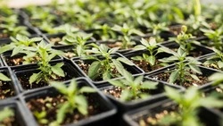 Когда сажать рассаду в 2024 году по лунному календарю: полезные советы