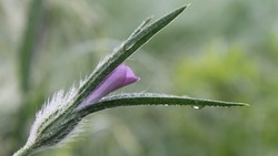 Первая неделя июня будет дождливой на Сахалине и Курилах