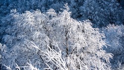 Прогноз погоды в Сахалинской области на 14 — 20 декабря: снег, ветер и морозы