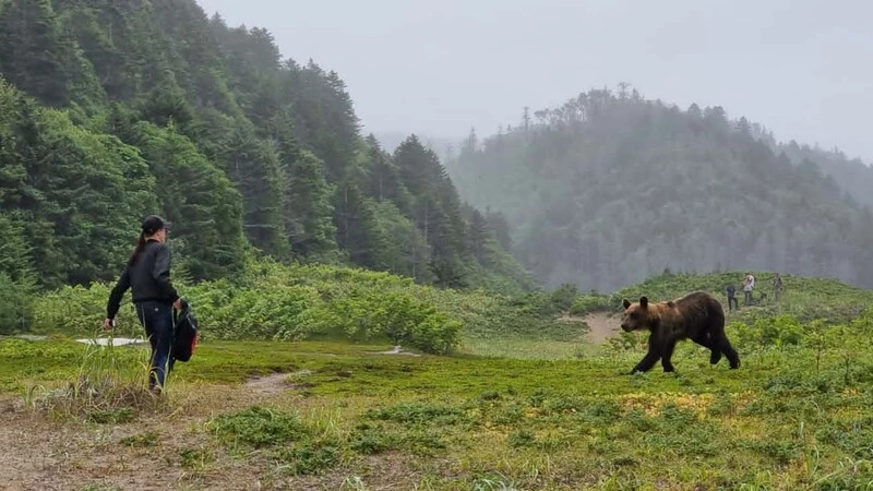 Лето – сезон активности медведей, лисиц и туристов