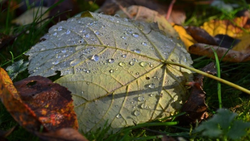 Небольшой дождь ожидается на Сахалине и Курилах 18 сентября