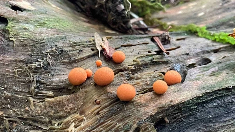 На Кунашире нашли "грибоживотных", которые способны перемещаться