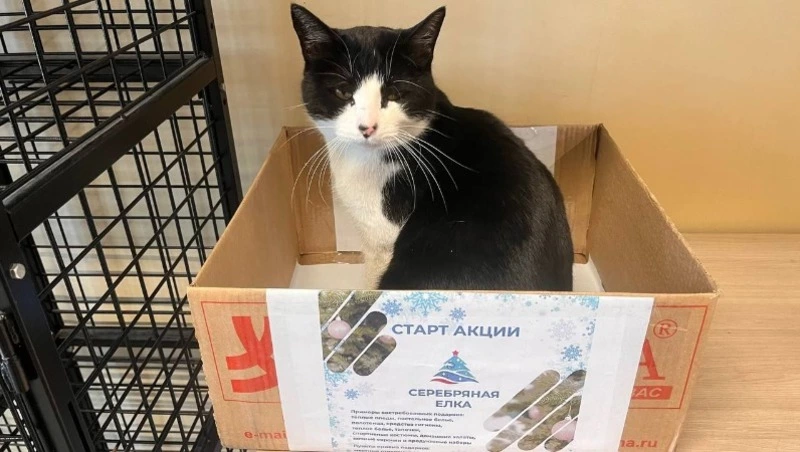 Стартовала акция «Серебряная елка» от «Единой России»