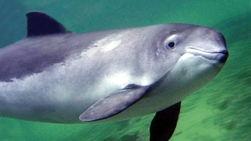 Целое стадо морских свиней!