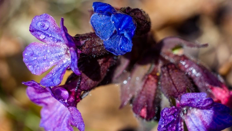 Фомаида Медуница: что можно и нельзя делать 26 апреля 2024 года