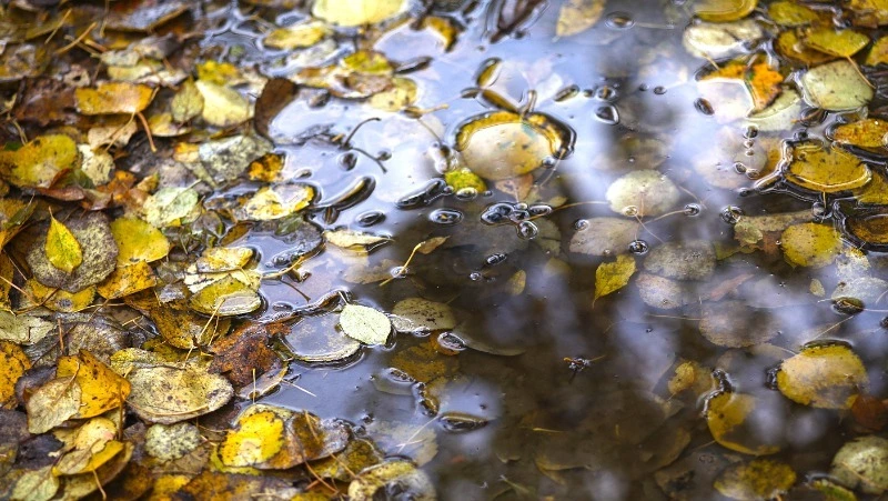 Прогноз погоды в Сахалинской области на 2 ноября