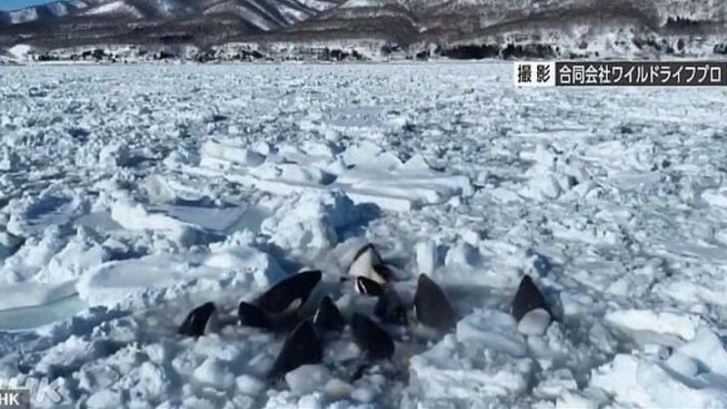 Стаю косаток зажало льдами вблизи пролива Немуро