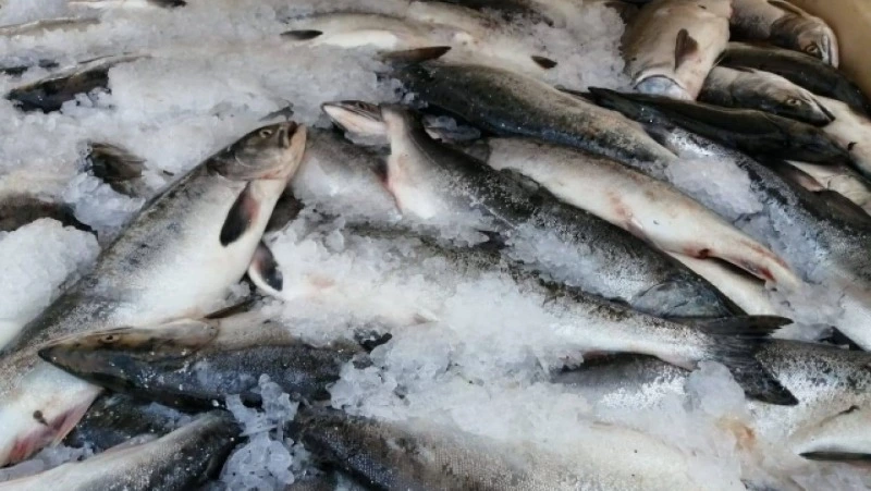 Свежая рыба