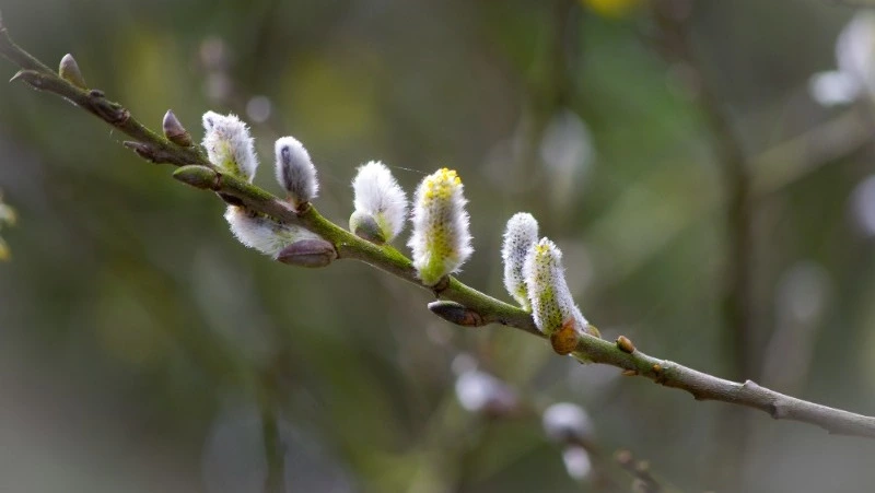 Гавриил Благовест в 2024 году: что можно и нельзя делать 8 апреля