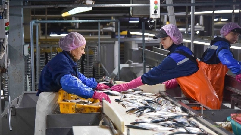 В честь приближающегося праздника – Дня рыбака, мы продолжаем печатать материалы о рыбоперерабатывающих предприятиях.