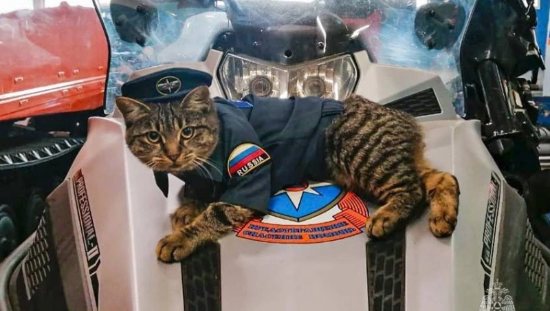 Кошка-психолог из Южно-Курильска стала мамой