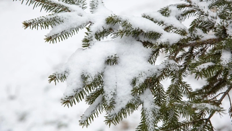 Народные приметы на 28 января: что нельзя делать в этот день