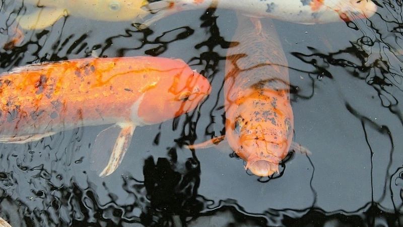 Приметы на 8 июня 2024 года: что нельзя делать в этот день