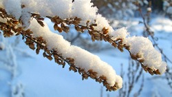 Прогноз погоды в Сахалинской области на 29 декабря
