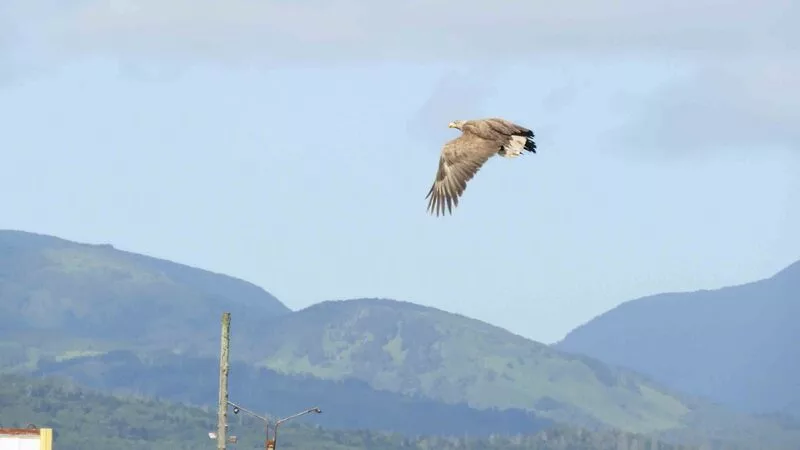 В администрацию заповедника обратились граждане, нашедшие раненого орлана-белохвоста