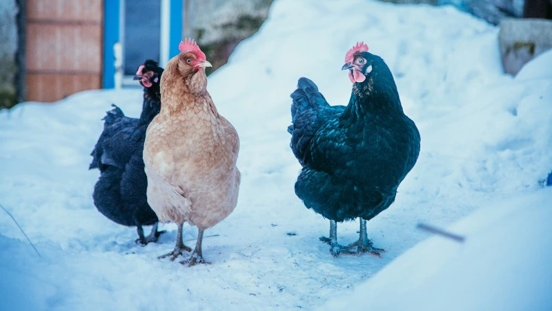 Народные приметы на 15 января: что нельзя делать в этот день