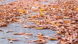 Превращаем опавшие листья в классное удобрение: огородникам за заметку