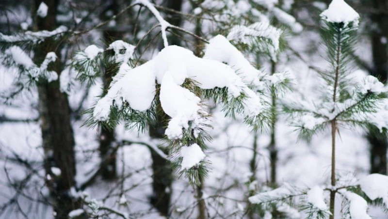 Морозы ударят по Сахалинской области 22 февраля