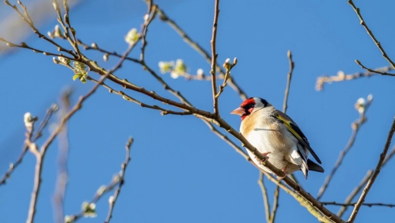 Благовещение в 2024 году: что можно и нельзя делать 7 апреля
