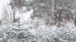 Прогноз погоды в Сахалинской области на 30 января: снег и умеренный ветер