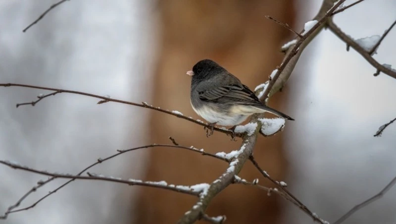 Небольшие осадки и максимум +7 градусов: прогноз погоды в Сахалинской области