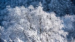 Прогноз погоды в Сахалинской области на 14 — 20 декабря: снег, ветер и морозы