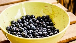 Весенний уход за ягодными кустами: 5 шагов к обильному урожаю