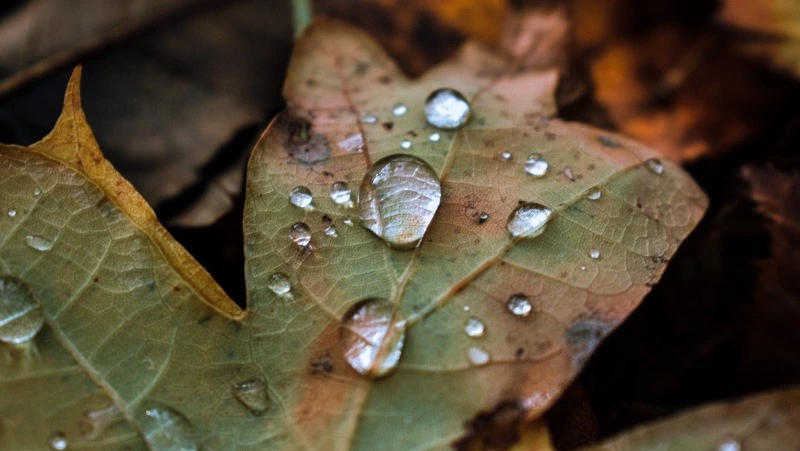 Умеренные дожди и ветер с порывами до 18 м/c: прогноз погоды в Сахалинской области на 19 сентября