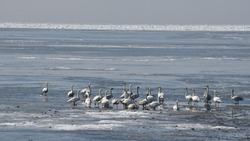 Малые лебеди впервые зимуют на Кунашире