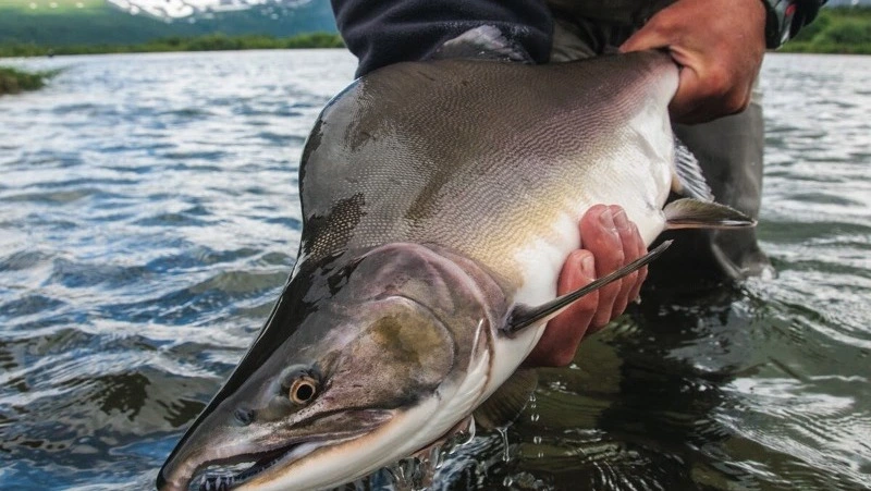 Валерий Лимаренко добился увеличения квоты на бесплатный лов горбуши до 5 хвостов