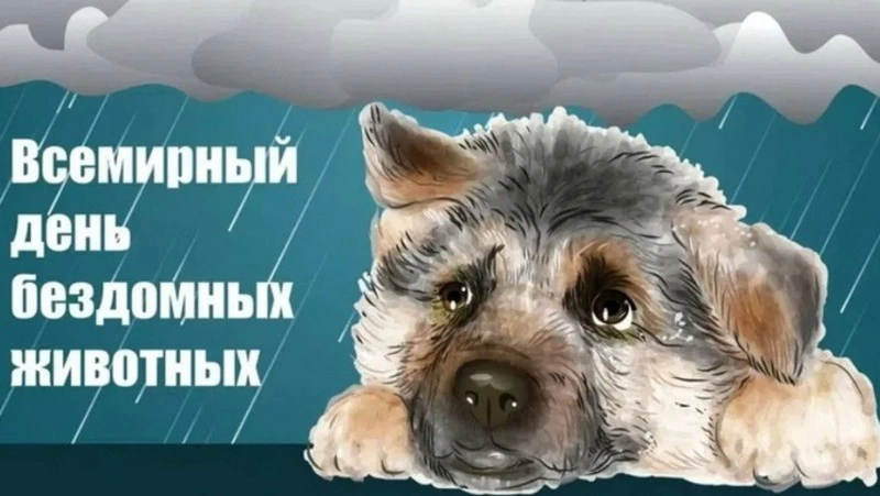 Милые и трогательные картинки на Всемирный день бездомных животных 2024