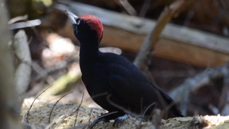 Чёрный барабанщик Южных Курил